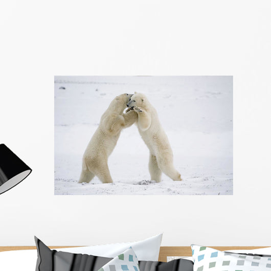 Polar Bears On Hind Feet Play Fighting At Churchill, Manitoba, Canada Wall Mural