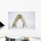Polar Bears On Hind Feet Play Fighting At Churchill, Manitoba, Canada Wall Mural