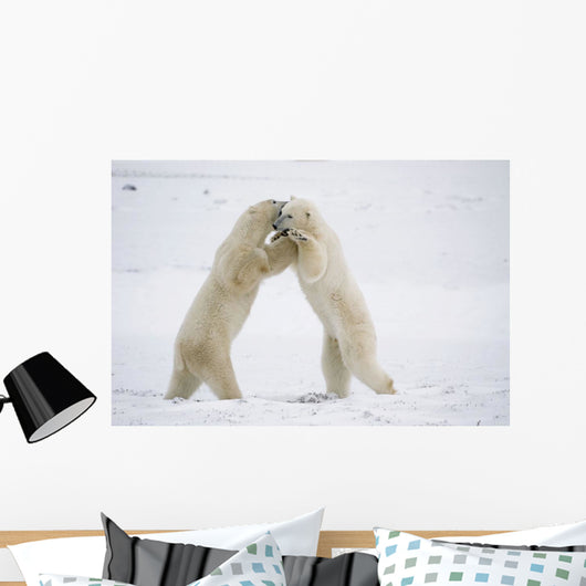 Polar Bears On Hind Feet Play Fighting At Churchill, Manitoba, Canada Wall Mural