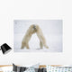 Polar Bears On Hind Feet Play Fighting At Churchill, Manitoba, Canada Wall Mural