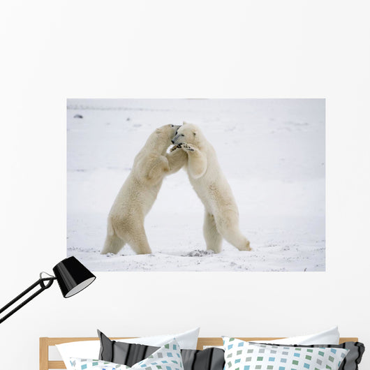 Polar Bears On Hind Feet Play Fighting At Churchill, Manitoba, Canada Wall Mural