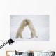 Polar Bears On Hind Feet Play Fighting At Churchill, Manitoba, Canada Wall Mural