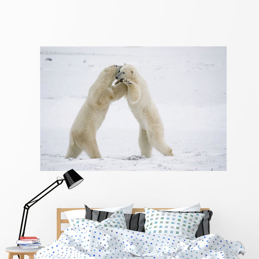 Polar Bears On Hind Feet Play Fighting At Churchill, Manitoba, Canada Wall Mural