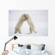 Polar Bears On Hind Feet Play Fighting At Churchill, Manitoba, Canada Wall Mural