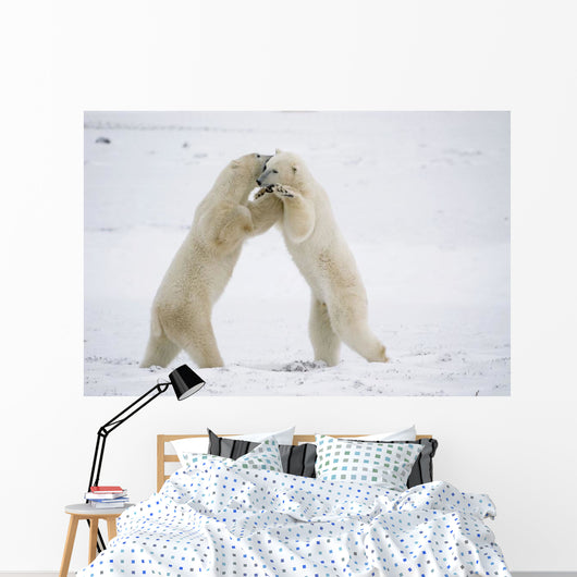 Polar Bears On Hind Feet Play Fighting At Churchill, Manitoba, Canada Wall Mural