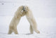 Polar Bears On Hind Feet Play Fighting At Churchill, Manitoba, Canada Wall Mural