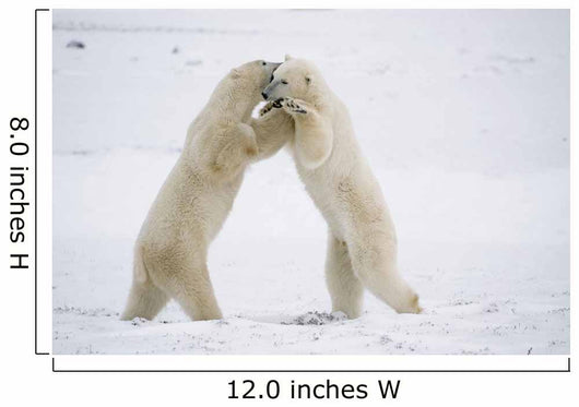 Polar Bears On Hind Feet Play Fighting At Churchill, Manitoba, Canada Wall Mural