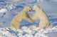 Polar Bears Wrestling And Play Fighting At Churchill, Manitoba, Canada Wall Mural