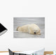 Polar Bear Asleep On Sea Ice At Churchill, Manitoba, Canada Wall Mural
