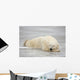 Polar Bear Asleep On Sea Ice At Churchill, Manitoba, Canada Wall Mural