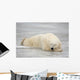 Polar Bear Asleep On Sea Ice At Churchill, Manitoba, Canada Wall Mural