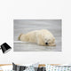 Polar Bear Asleep On Sea Ice At Churchill, Manitoba, Canada Wall Mural