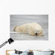 Polar Bear Asleep On Sea Ice At Churchill, Manitoba, Canada Wall Mural