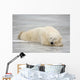 Polar Bear Asleep On Sea Ice At Churchill, Manitoba, Canada Wall Mural