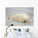 Polar Bear Asleep On Sea Ice At Churchill, Manitoba, Canada Wall Mural