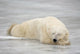 Polar Bear Asleep On Sea Ice At Churchill, Manitoba, Canada Wall Mural