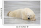 Polar Bear Asleep On Sea Ice At Churchill, Manitoba, Canada Wall Mural