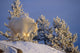 Mountain Goat Billys Wall Mural