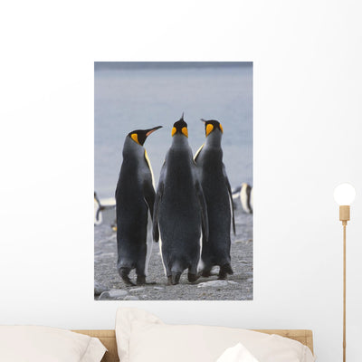 Group King Penguins Standing Wall Mural shown on a wall