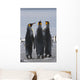 Group Of King Penguins Standing Together Wall Mural