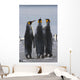 Group Of King Penguins Standing Together Wall Mural