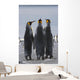 Group Of King Penguins Standing Together Wall Mural