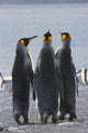 Group Of King Penguins Standing Together Wall Mural