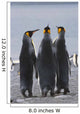 Group Of King Penguins Standing Together Wall Mural