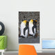 Pair Of King Penguins Sleeping Standing Up Wall Mural