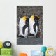 Pair Of King Penguins Sleeping Standing Up Wall Mural