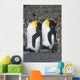 Pair Of King Penguins Sleeping Standing Up Wall Mural