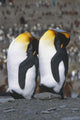 Pair Of King Penguins Sleeping Standing Up Wall Mural