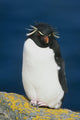 Portrait Of Rockhopper Penguin Standing Wall Mural