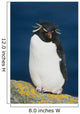 Portrait Of Rockhopper Penguin Standing Wall Mural