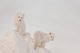 Two Arctic Foxes Stand Wall Mural