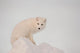 Arctic Fox Stands In Late Afternoon Sun On Top Of A Large Chunk Of Ice Wall Mural