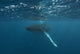 Underwater View Of A Humpback Whale In The Atlantic Ocean Wall Mural