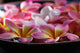 Bowl Plumeria Flowers