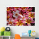 pink plumeria flowers Wall Mural