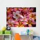 pink plumeria flowers Wall Mural