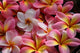pink plumeria flowers Wall Mural