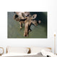 Overlooking View Of Bull Moose Wall Mural