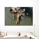Overlooking View Of Bull Moose Wall Mural