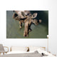 Overlooking View Of Bull Moose Wall Mural