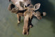 Overlooking View Of Bull Moose Wall Mural