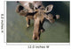 Overlooking View Of Bull Moose Wall Mural