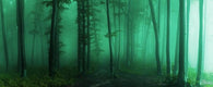 Foggy Forest Wall Decal