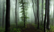 Spooky Foggy Forest Wall Decal