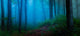 Foggy Forest Woods Wall Decal