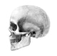 human skull - side - pencil drawing style - this Wall Decal